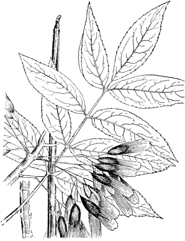 Blue Ash Tree Coloring Page